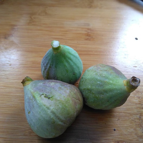 Westminstenders: Prorogation