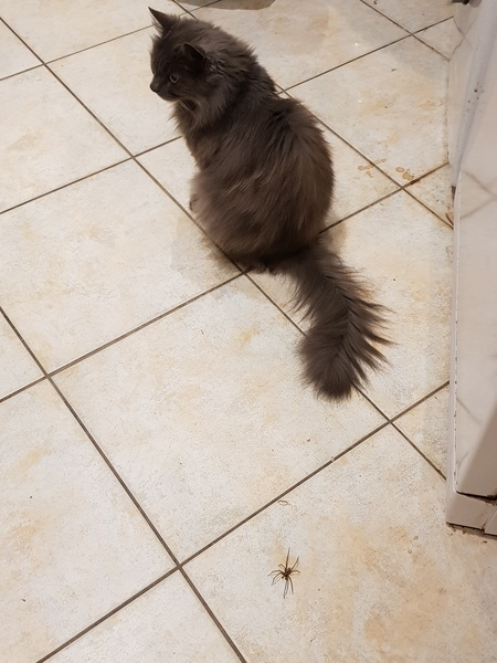 I'm going to have to rehome my cat