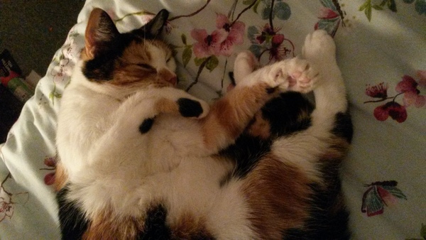 Pilling the cat: 100 easy steps