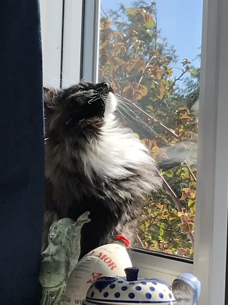 My beautiful cat has died