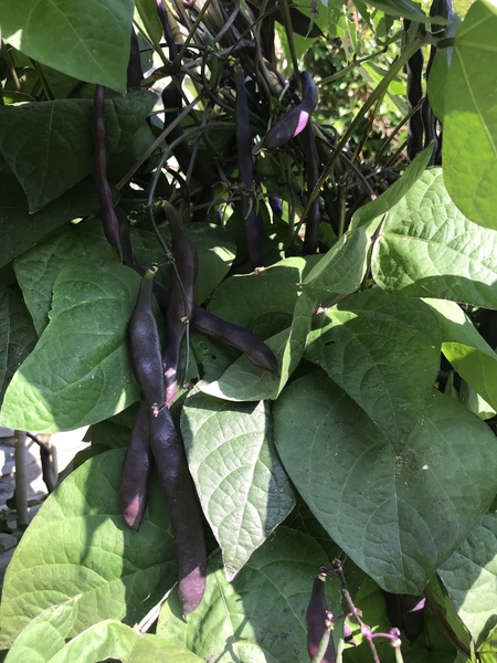 5:2 Thread number 86: Weight loss doesn't begin in the kitchen or the gym; it starts in your head with a decision to go for it !