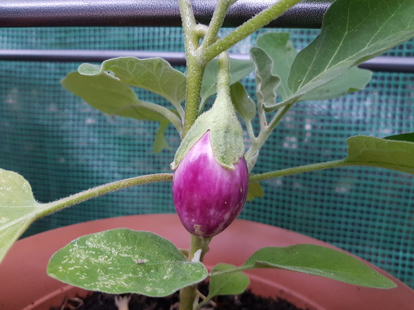 Allotment/Veg Patch Thread 14 ! growing into summer