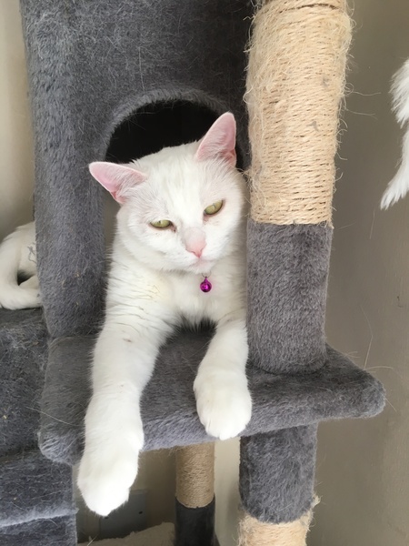 Advice on adoption