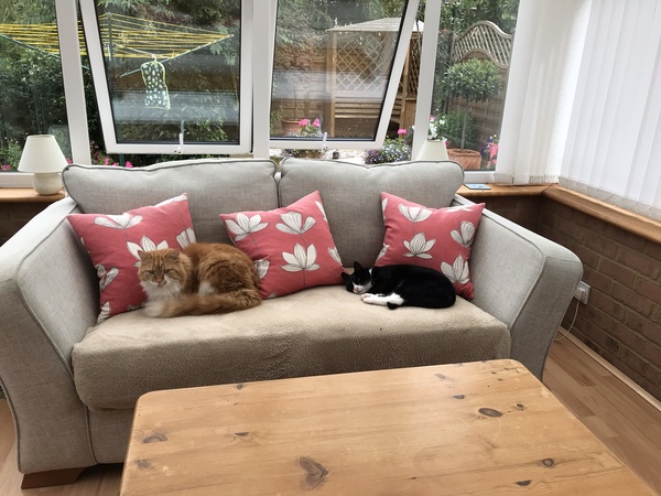 Advice on considering cat number 2