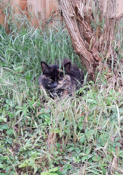 To ask you to stop feeding ‘stray’ cats