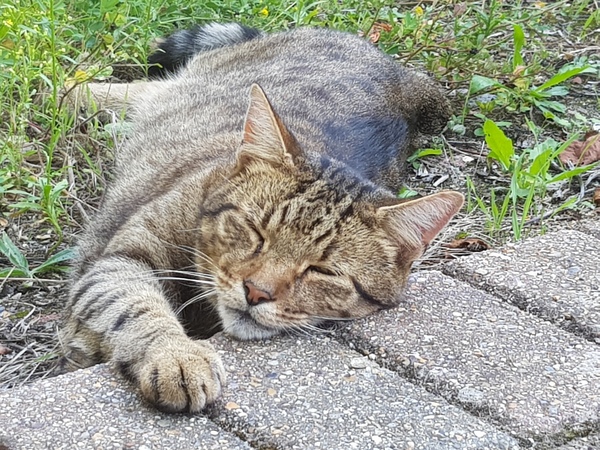 Next door's -thug- cat