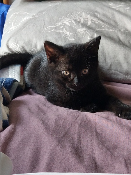 New Kitten