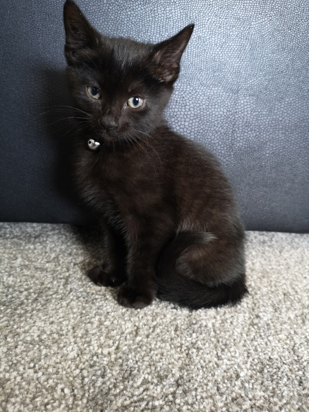 New Kitten