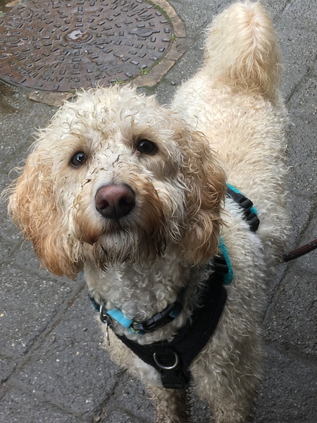 Border Terrier? Labradoodle? Other bright ideas? Help!