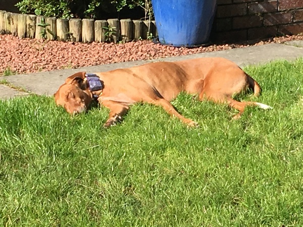 It's International Dog Day! Show us your lovely dogs.