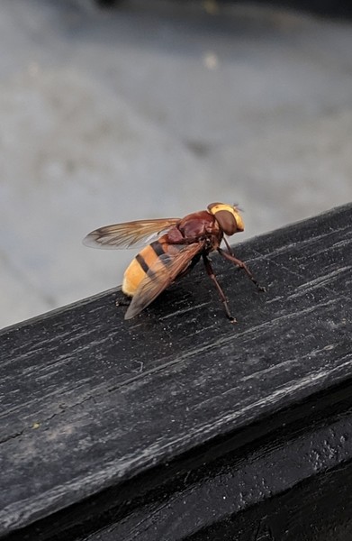 What's this beast?