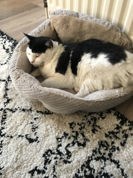 Poor cat having partial seizures