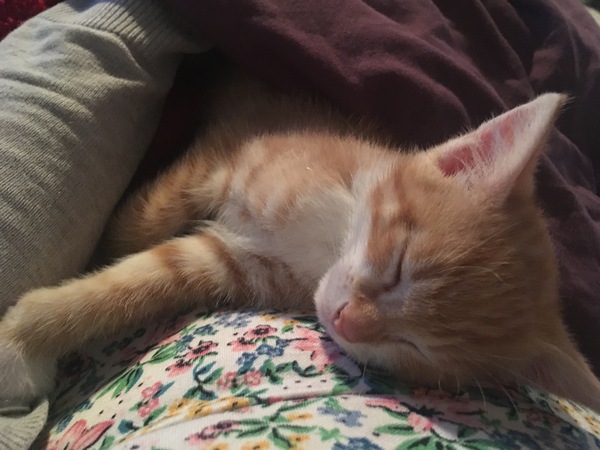 To ask about my new kitten
