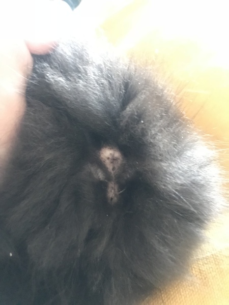 Can anyone help me sex new kitten?