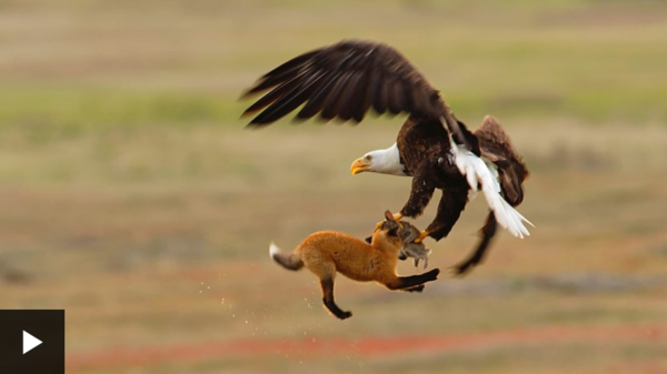 AIBU to wonder if a seagull could really steal a chihuahua????
