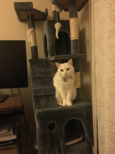 We're getting a cat.
