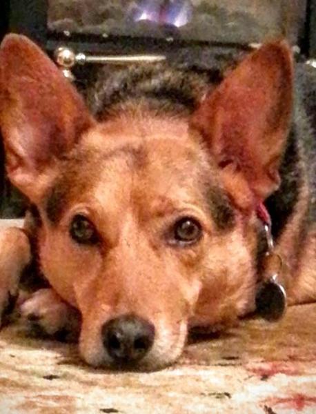 It's International Dog Day! Show us your lovely dogs.