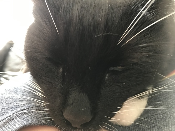 We're getting a cat.