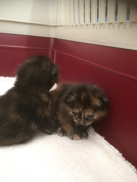Tiny squitty foster kitten