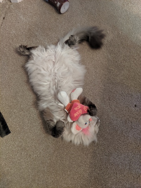 To ask about your Siberian Kitten experiences? *Will include pic if asked!*