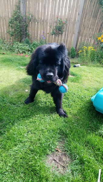It's International Dog Day! Show us your lovely dogs.