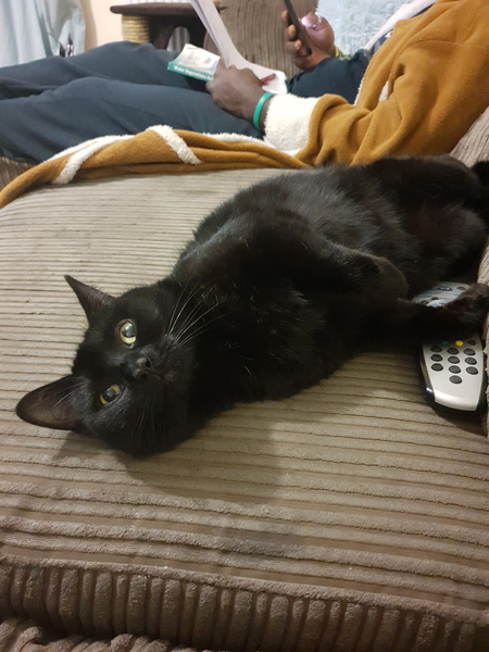 Happy Black Cat appreciation day.