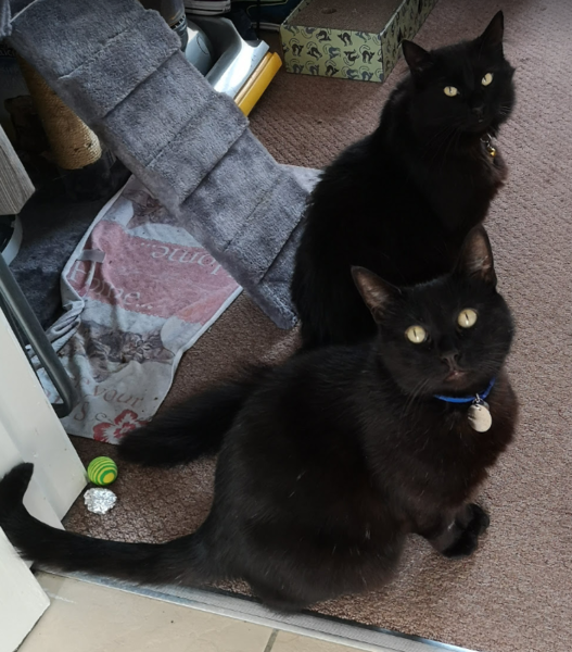 New cat (#3) settling in