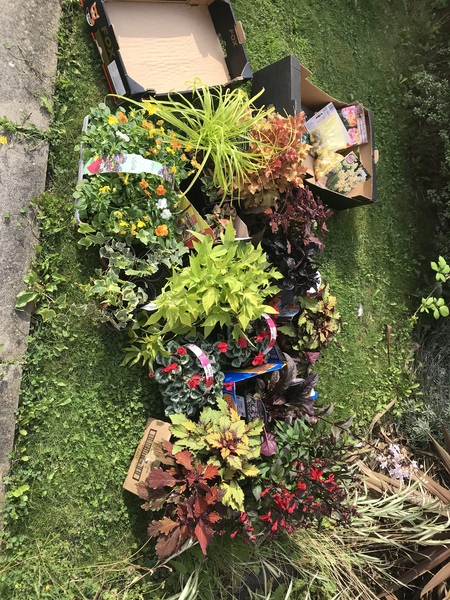 Autumn/Winter container gardening