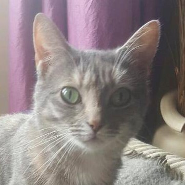 I want to show off my cats!