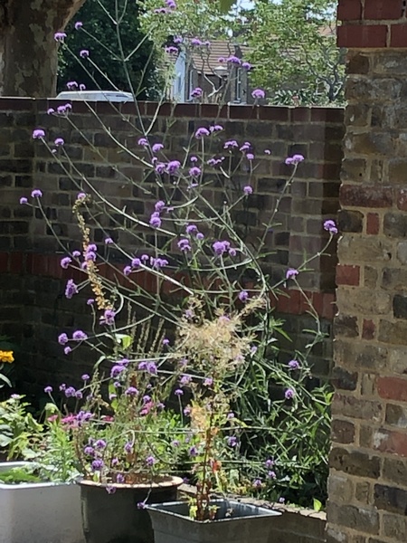 Plant ID please