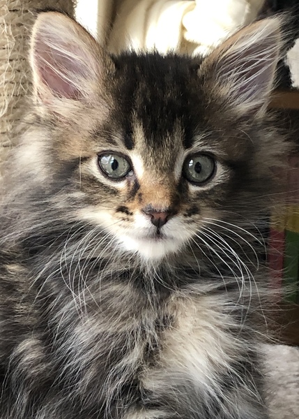 I want to show off my cats!