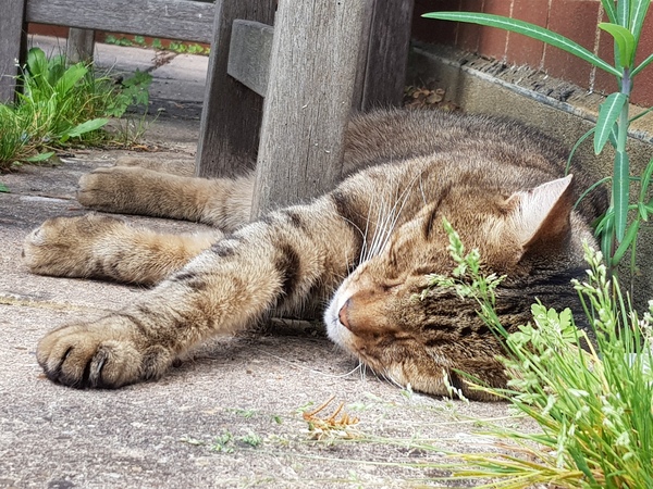 Next door's -thug- cat