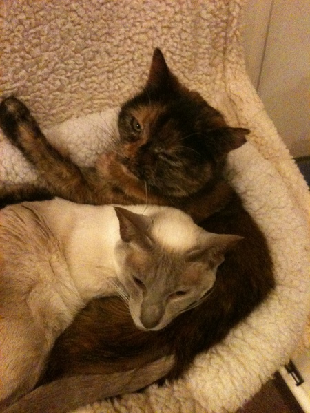Advice on considering cat number 2