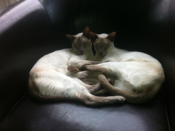 Westminstenders: 30 days to save us all!