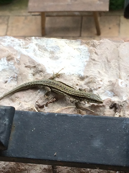 Westminstenders: Charge!!!!