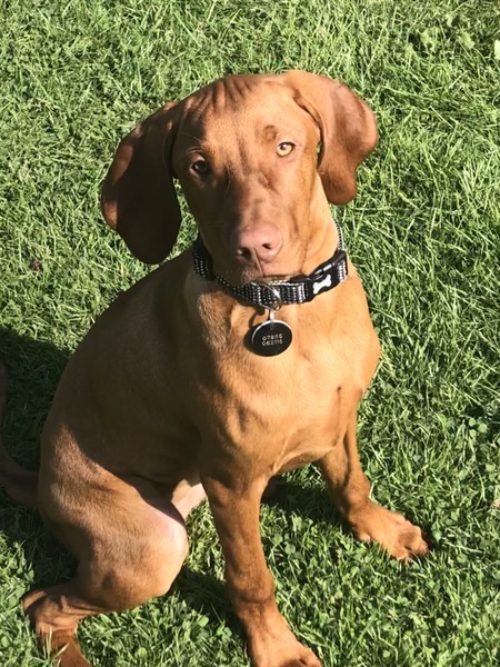 It's International Dog Day! Show us your lovely dogs.