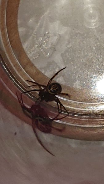 Go home spider. Go home!