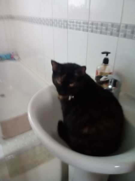 Cats being helpful