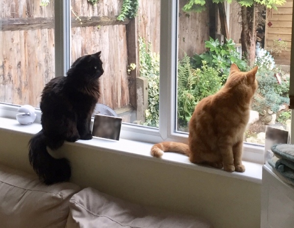 Pilling the cat: 100 easy steps