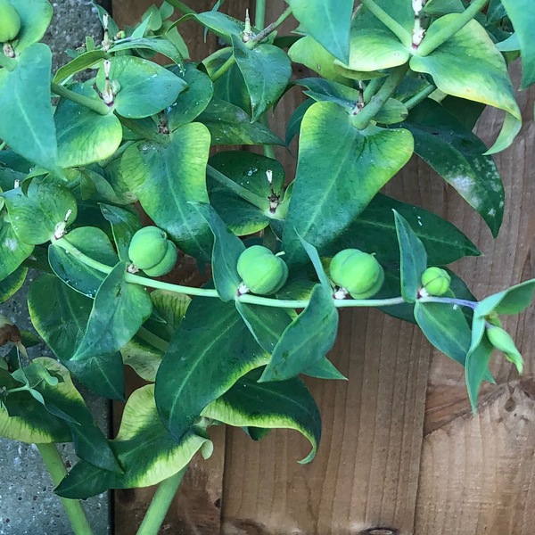 Can anyone please identify this plant/weed?