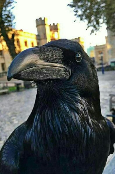 Does anyone here live in the Tower of London?!