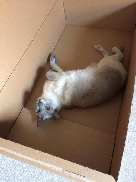 AIBU - my wife tore up my cardboard box and I'm mad as hell