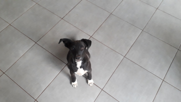 Young Puppy Support Group