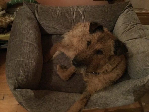 Find out what Mumsnet testers thought of Sleepeezee personalised dog beds