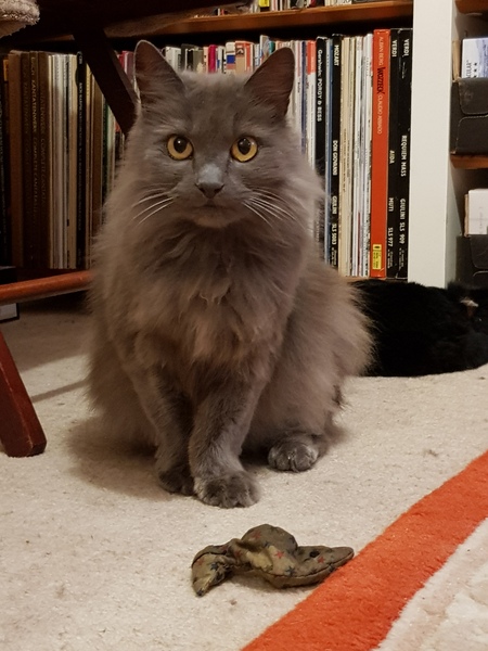 Next door's -thug- cat