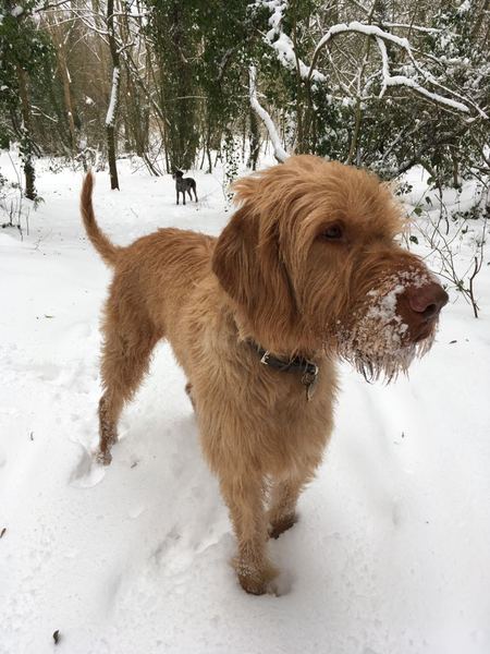 To think there are calm, stable Vizslas?!