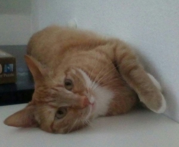 I want to show off my cats!
