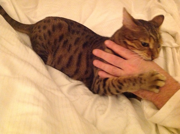 Next door's -thug- cat