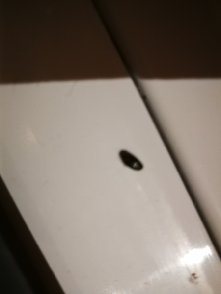 To be freaking out about bedbugs in premier Inn....
