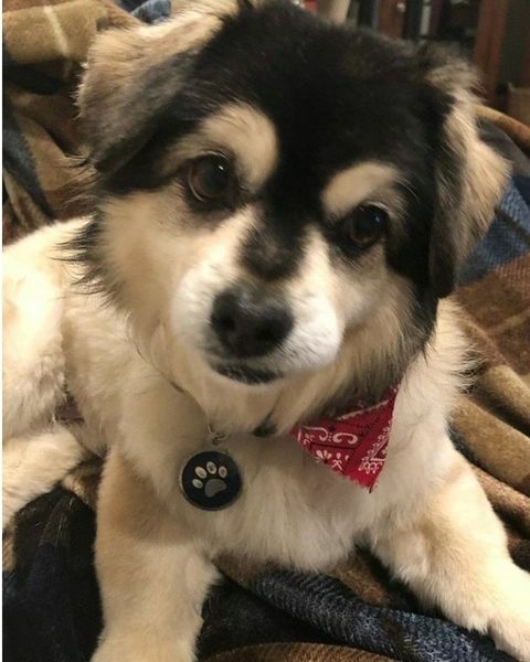 what breed of dog is this???